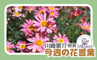 今週の花言葉